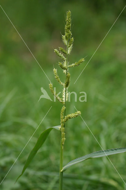 Europese hanenpoot (Echinochloa crus-galli)