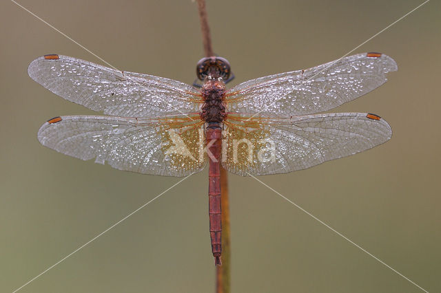 Yellow-winged Darter (Sympetrum flaveolum)