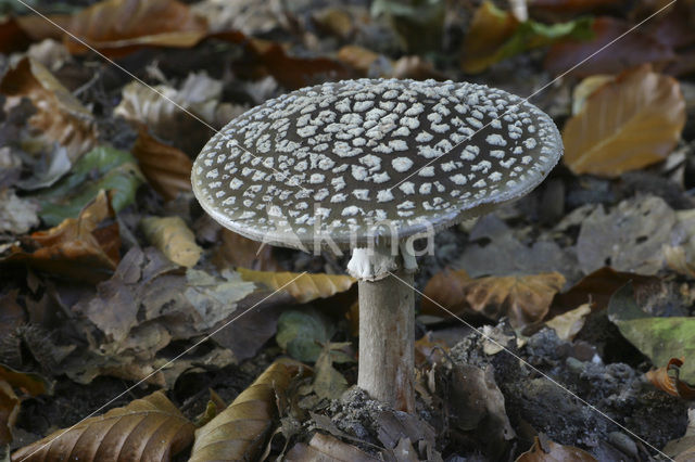 Geelwrattige amaniet (Amanita franchetii)