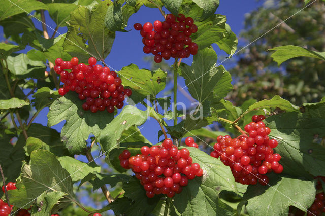 Gelderse roos (Viburnum opulus)