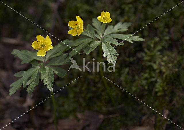 Gele anemoon (Anemone ranunculoides)