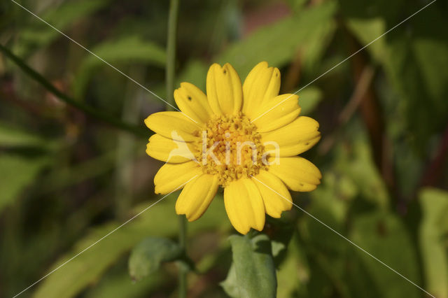 Gele ganzenbloem (Chrysanthemum segetum)