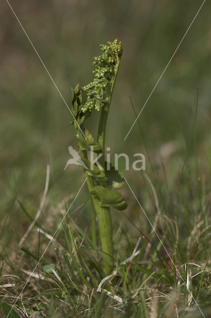 Gelobde maanvaren (Botrychium lunaria)