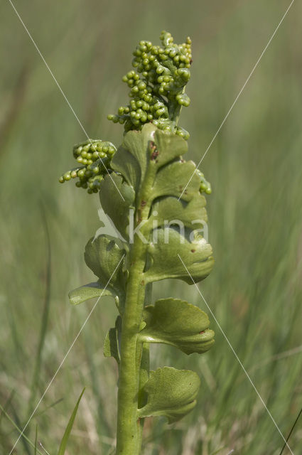 Gelobde maanvaren (Botrychium lunaria)