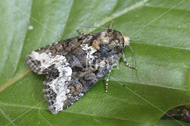 Gelobt halmuiltje (Oligia strigilis)