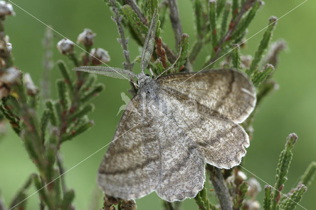 Gestreepte Bremspanner (Perconia strigillaria)