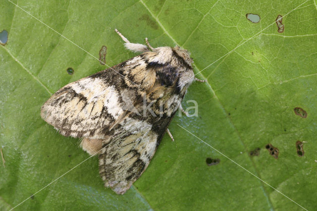 Gestreepte tandvlinder (Drymonia dodonaea)