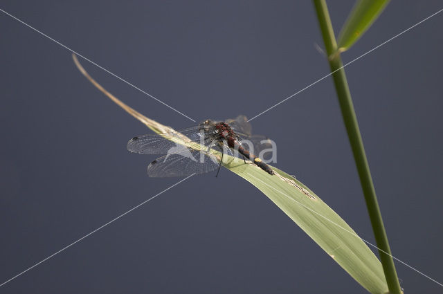 Gevlekte witsnuitlibel (Leucorrhinia pectoralis)