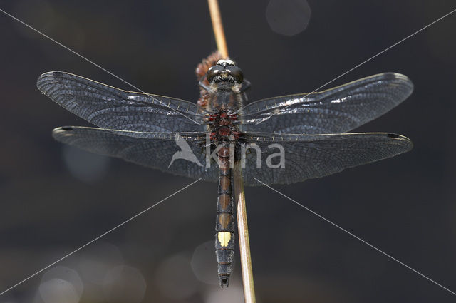 Gevlekte witsnuitlibel (Leucorrhinia pectoralis)