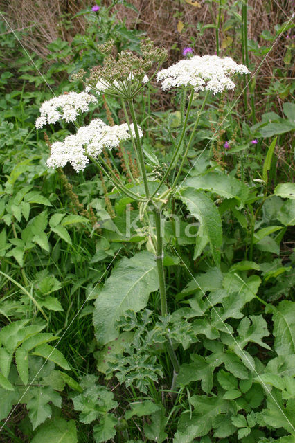 Gewone bereklauw (Heracleum sphondylium)