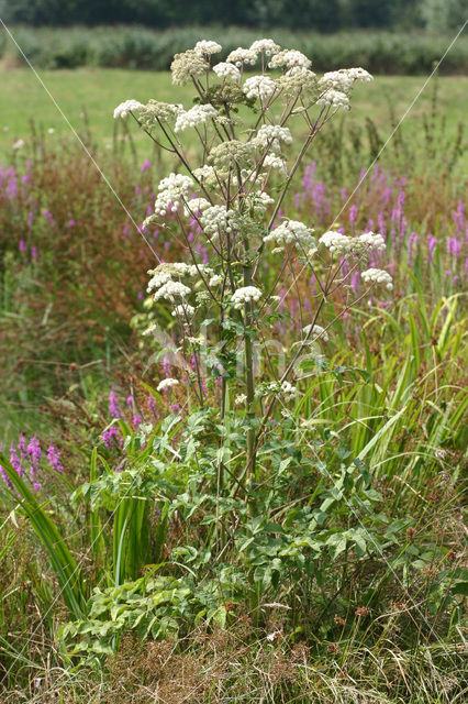 Gewone engelwortel (Angelica sylvestris)