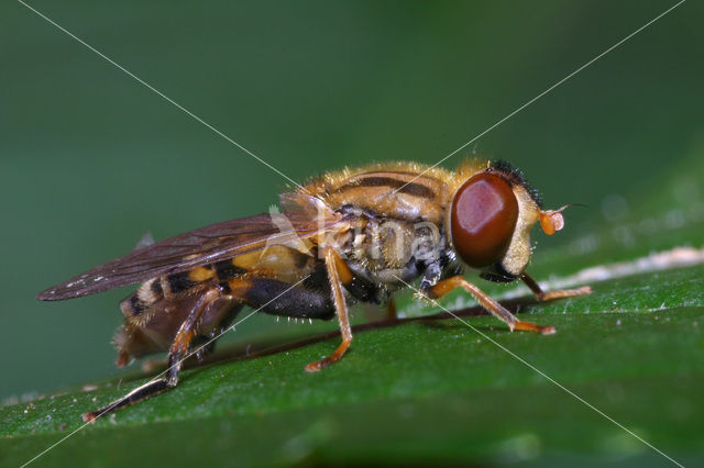 Gewone fluweelzwever (Parhelophilus versicolor)