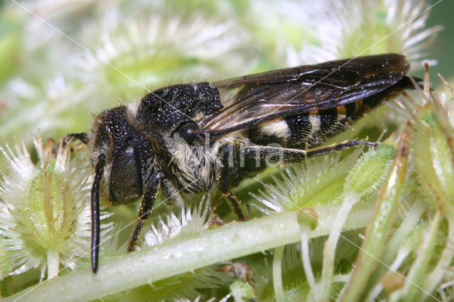 Gewone kegelbij (Coelioxys inermis)