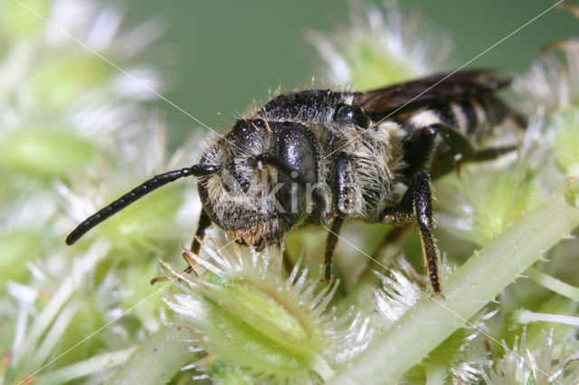 Gewone kegelbij (Coelioxys inermis)