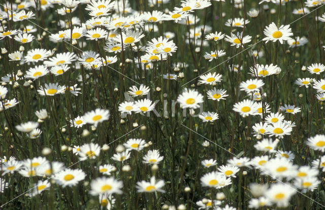 Ox-eye Daisy (Leucanthemum vulgare)