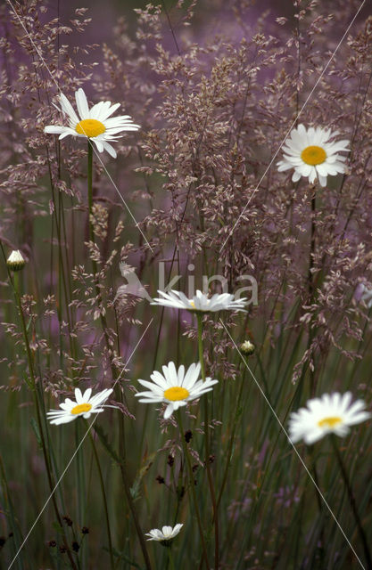 Gewone margriet (Leucanthemum vulgare)