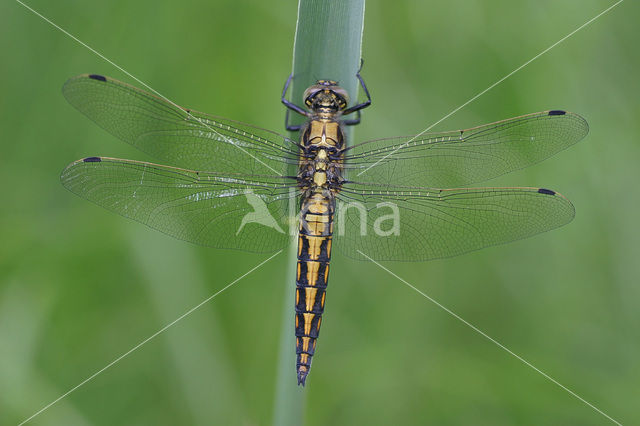 Gewone oeverlibel (Orthetrum cancellatum)