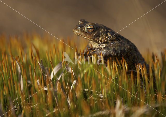 Gewone pad (Bufo bufo)