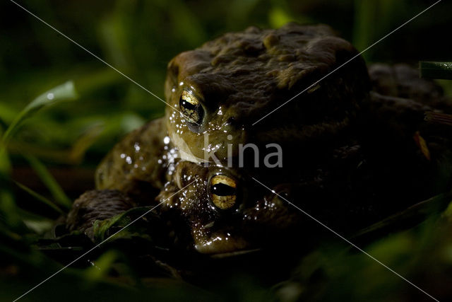 Gewone pad (Bufo bufo)