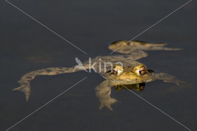 Gewone pad (Bufo bufo)