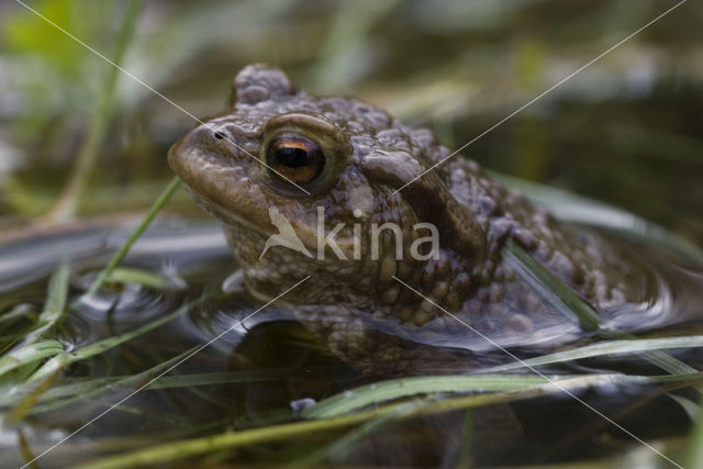 Gewone pad (Bufo bufo)