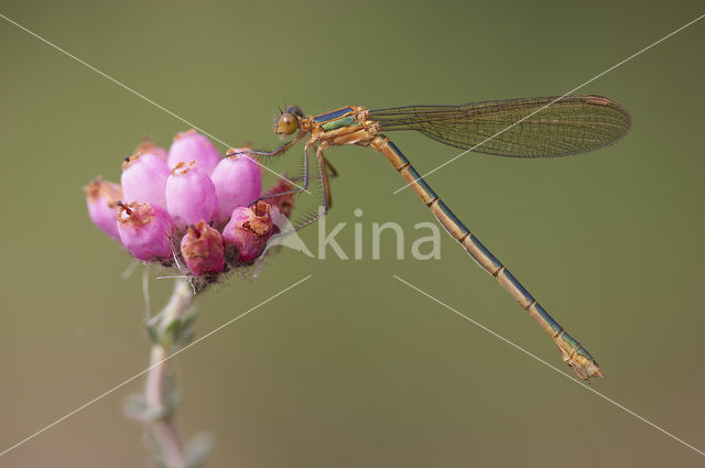 Gewone pantserjuffer (Lestes sponsa)