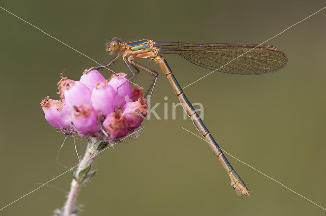 Gewone pantserjuffer (Lestes sponsa)