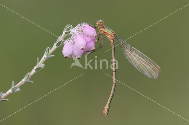 Gewone pantserjuffer (Lestes sponsa)