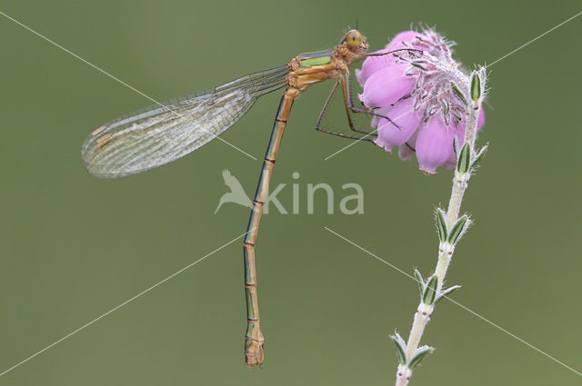 Gewone pantserjuffer (Lestes sponsa)