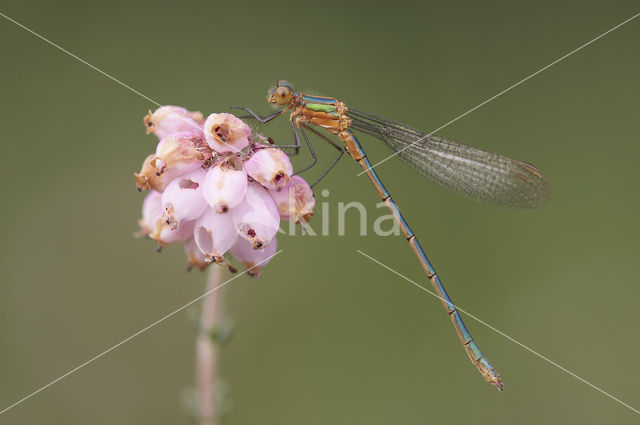 Gewone pantserjuffer (Lestes sponsa)