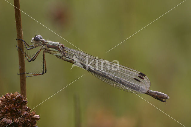 Gewone pantserjuffer (Lestes sponsa)