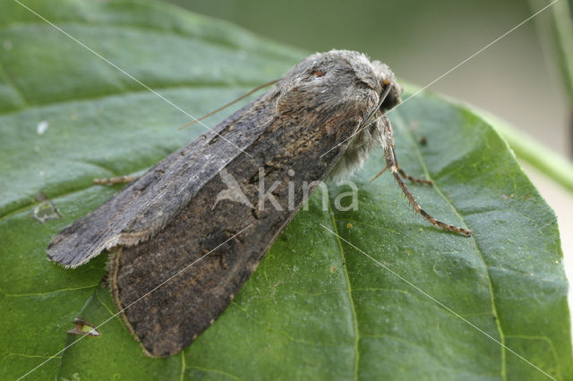 Gewone velduil (Agrotis segetum)