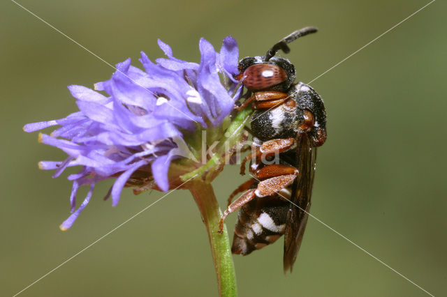 Gewone viltbij (Epeolus variegatus)