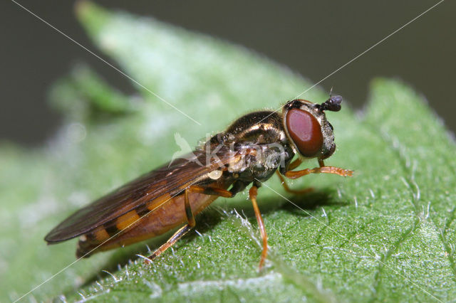 Platycheirus clypeatus