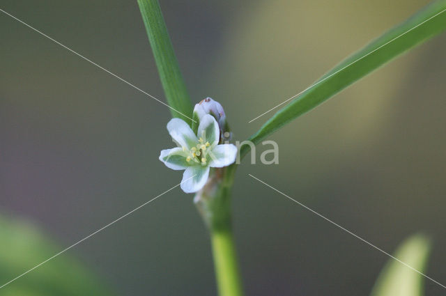 Knotgrass (Polygonum aviculare)