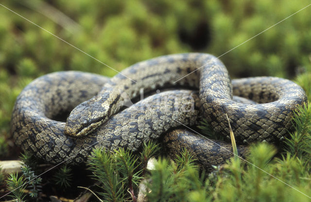 Gladde slang (Coronella austriaca)