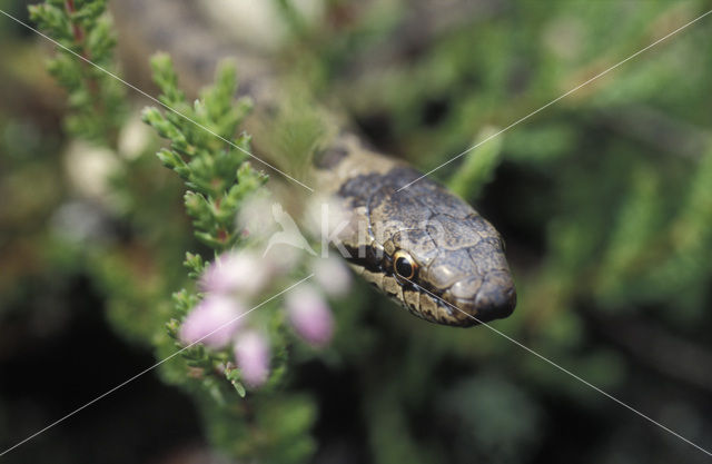 Gladde slang (Coronella austriaca)