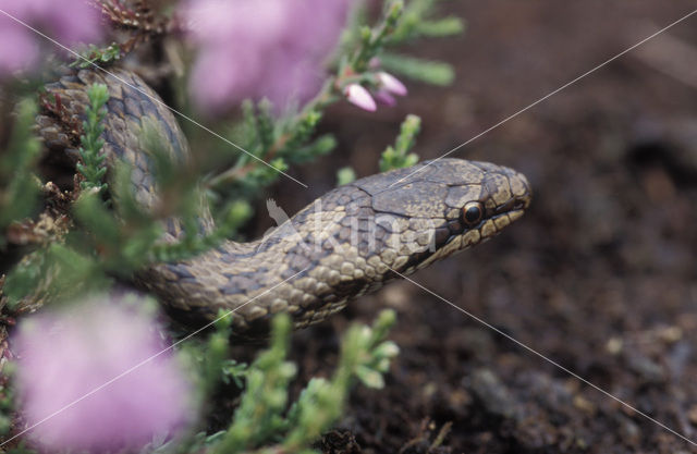 Gladde slang (Coronella austriaca)