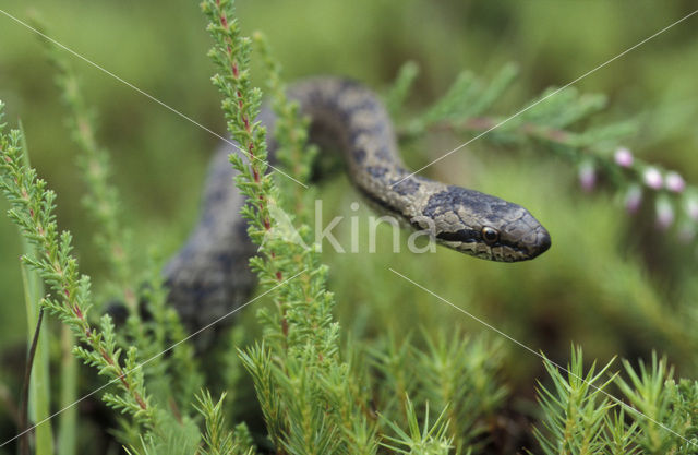 Gladde slang (Coronella austriaca)