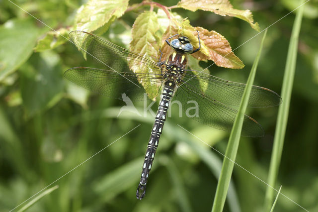 Glassnijder (Brachytron pratense)