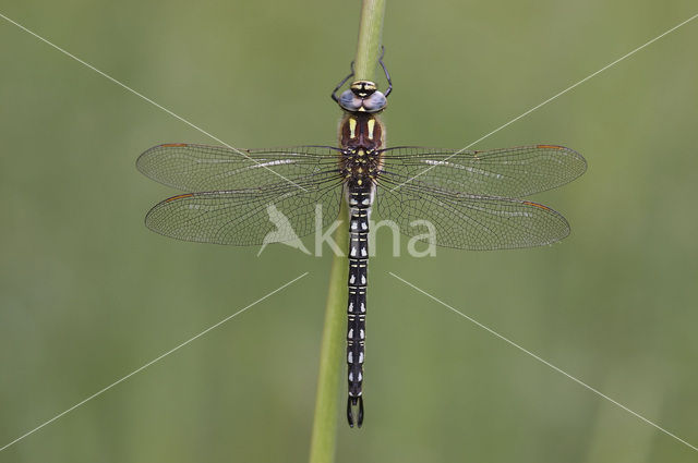 Glassnijder (Brachytron pratense)