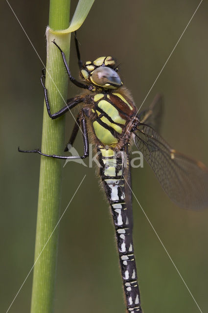 Glassnijder (Brachytron pratense)