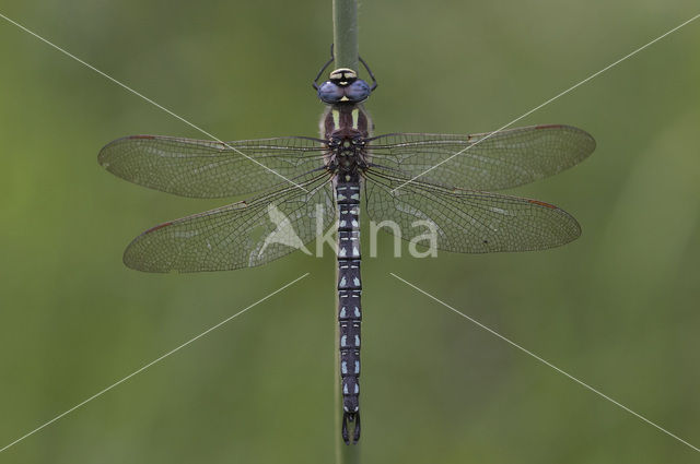 Glassnijder (Brachytron pratense)