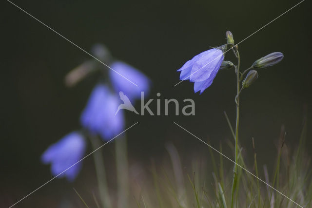 Grasklokje (Campanula rotundifolia)