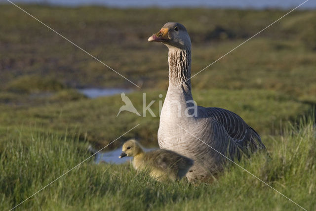 Grauwe Gans (Anser anser)