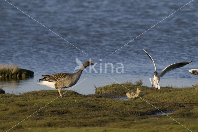 Grauwe Gans (Anser anser)