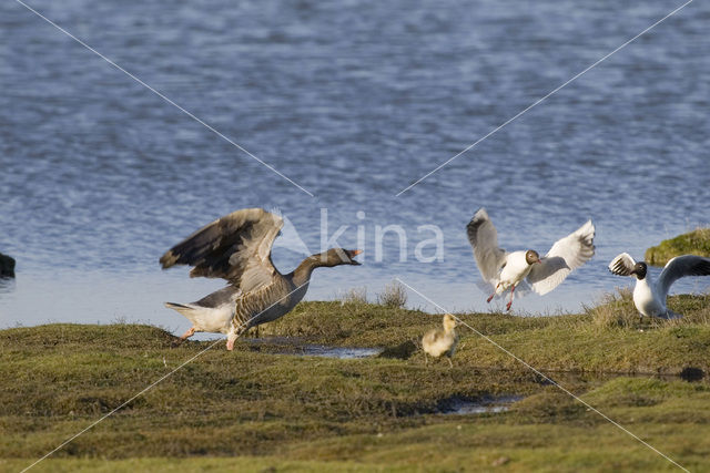 Grauwe Gans (Anser anser)