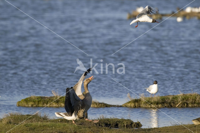 Grauwe Gans (Anser anser)