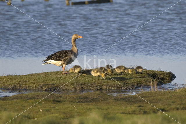 Grauwe Gans (Anser anser)