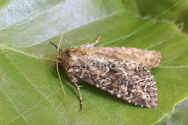 Grauwe grasuil (Apamea remissa)